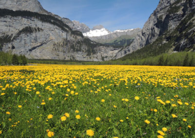 early summer wildflowers in the Gasterntal valley